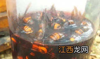 虎头蜂泡酒配方大全 虎头蜂泡酒配方