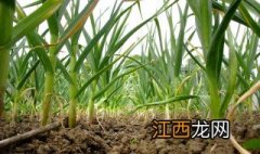 大蒜种植教学视频 付老师大蒜种植技术