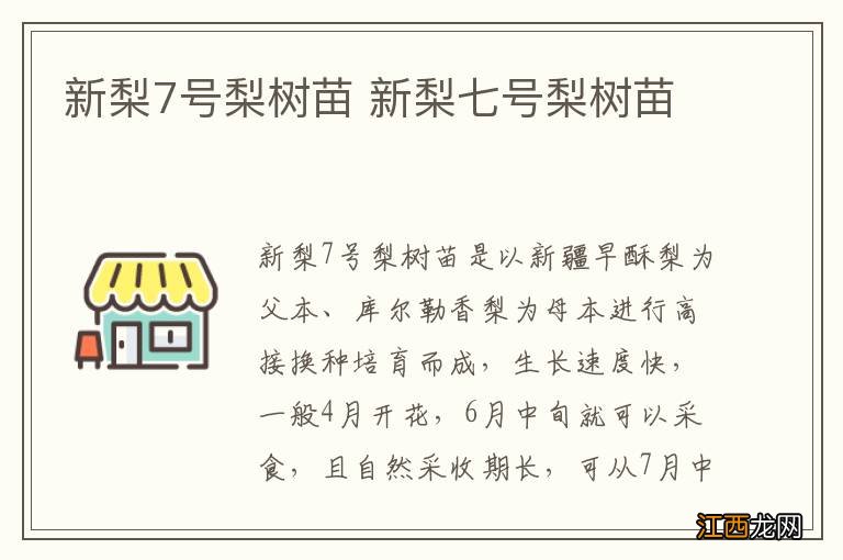 新梨7号梨树苗 新梨七号梨树苗