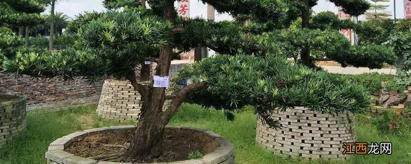 罗汉松能用复合肥施肥吗? 罗汉松可以施复合肥吗