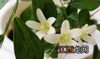 九里香怎么养才能开花? 如何养殖九里香