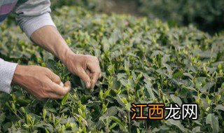 凤凰单丛茶和鸭屎香 凤凰单丛茶为什么叫鸭屎香