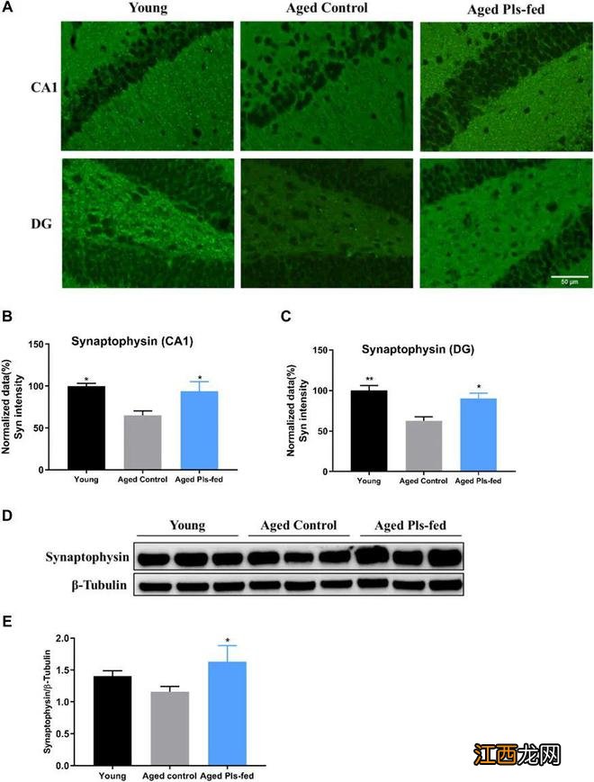 中国科学家新研究：食物中添加这种物质，竟能逆转认知衰退？