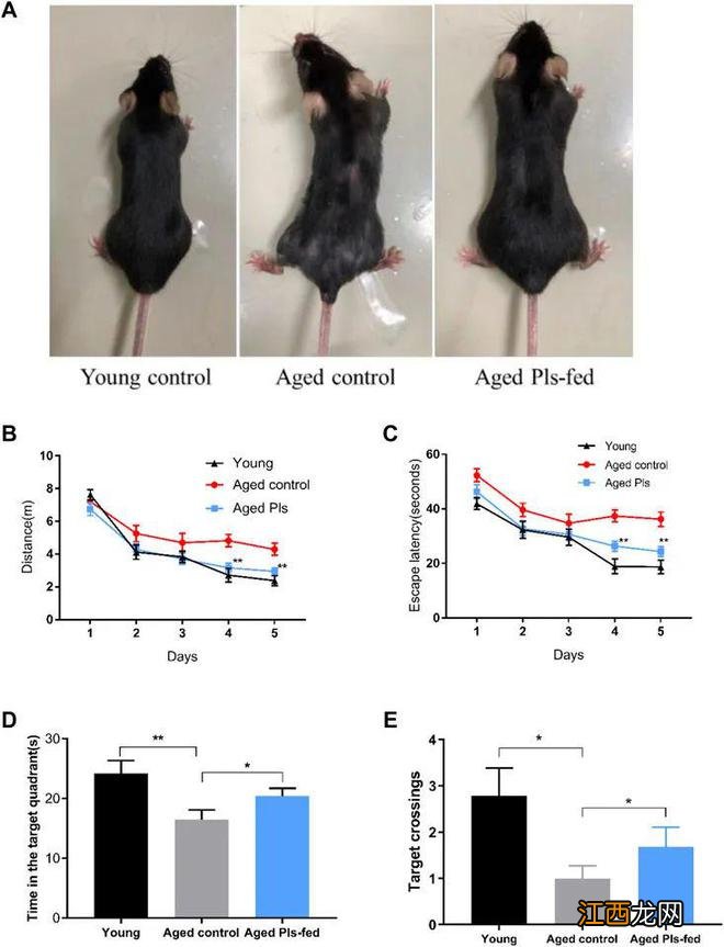 中国科学家新研究：食物中添加这种物质，竟能逆转认知衰退？