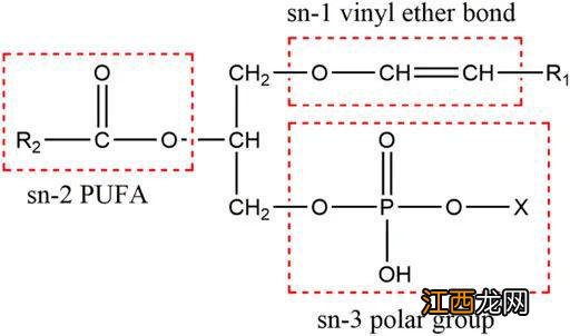 中国科学家新研究：食物中添加这种物质，竟能逆转认知衰退？