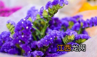 买回来的勿忘我鲜花怎么养? 勿忘我鲜花的养殖技巧