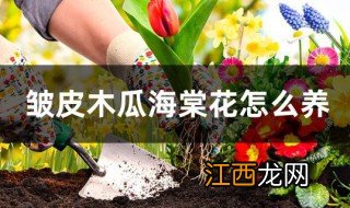 皱皮木瓜海棠花怎么养? 皱皮木瓜海棠花的养殖方法