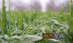 过了霜降还能种小麦吗7 过了霜降还能种小麦吗