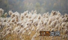 芦花怎么读拼音 芦花怎么读