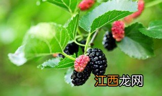 桑子能放冰箱保鲜吗 桑树枝可以放在冰箱里冷冻吗