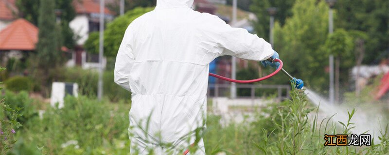 吡虫啉可以杀死红蜘蛛吗 红蜘蛛最怕的三种东西