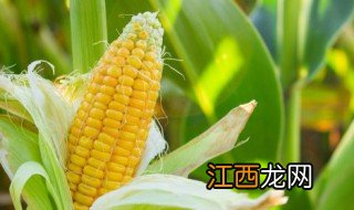 回茬玉米什么时候种最合适，玉米后茬种什么好