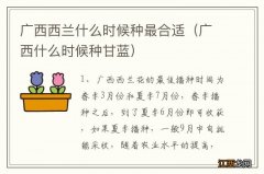 广西什么时候种甘蓝 广西西兰什么时候种最合适