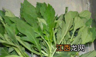 苦菜什么时候种最合适 苦荬菜什么时候种