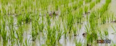 水稻在大雪还是立夏播种 水稻是在夏天成熟还是在秋天成熟