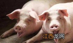 冬天能给猪喂小苏打吗视频 冬天能给猪喂小苏打吗