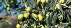 橄榄核是什么树木果实 带橄榄手串十大禁忌