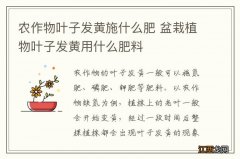 农作物叶子发黄施什么肥 盆栽植物叶子发黄用什么肥料