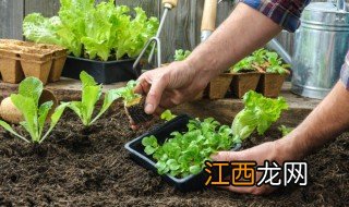 甜菜芯什么时候种最合适 甜菜种完适合种什么