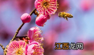 什么时候种梅花苗最合适 梅花什么时候栽合适