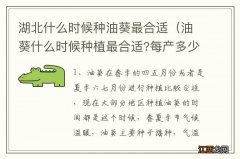 油葵什么时候种植最合适?每产多少斤 湖北什么时候种油葵最合适