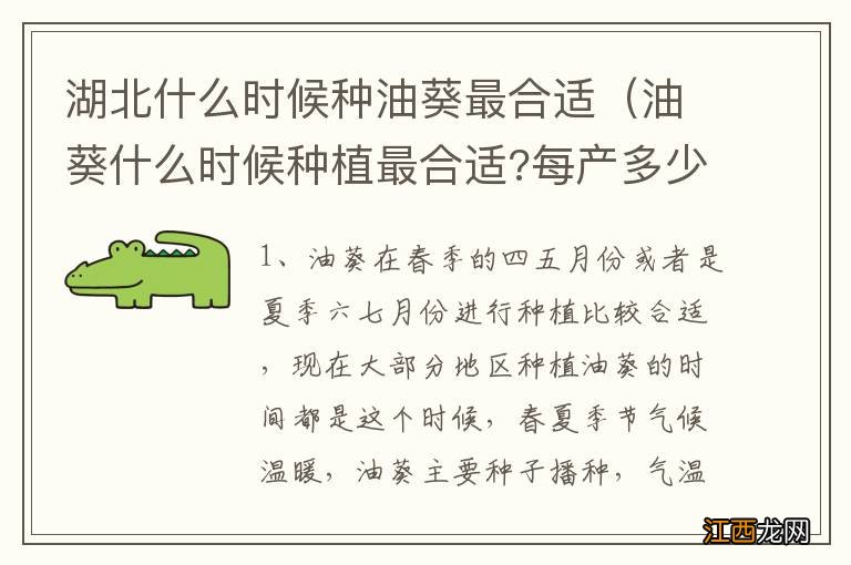 油葵什么时候种植最合适?每产多少斤 湖北什么时候种油葵最合适