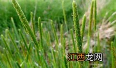 节节麦什么时候打药好 节节麦什么时候打药