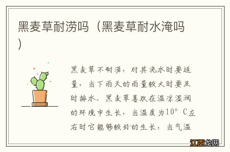 黑麦草耐水淹吗 黑麦草耐涝吗