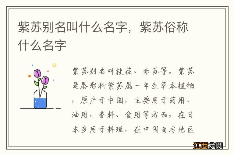 紫苏别名叫什么名字，紫苏俗称什么名字