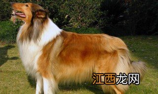 冰岛牧羊犬性格特征介绍 冰岛牧羊犬性格特征