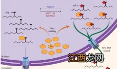 cd4和cd8是什么意思 cd4是什么意思