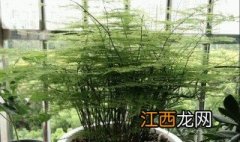 羊粪可以用来养花吗 羊粪可以直接使用养花吗