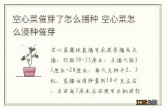 空心菜催芽了怎么播种 空心菜怎么浸种催芽