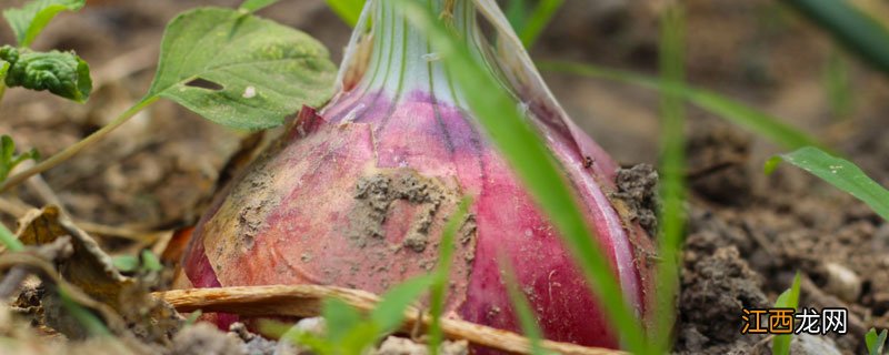 洋葱怕冻吗 洋葱怕冻吗?