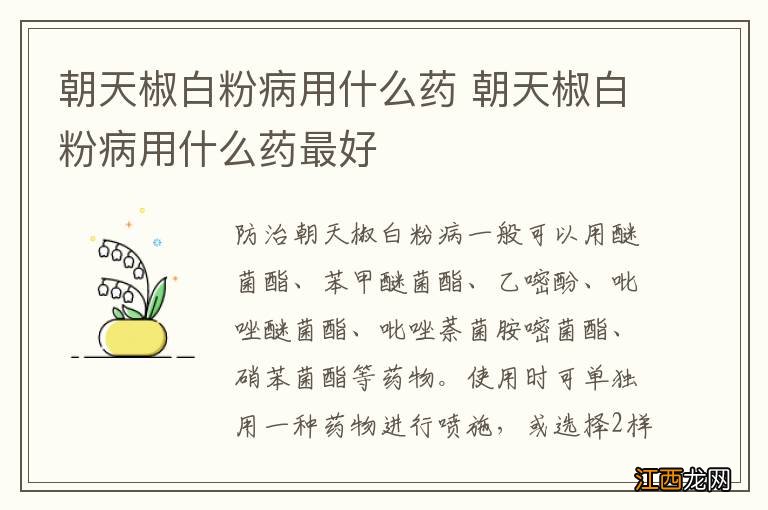 朝天椒白粉病用什么药 朝天椒白粉病用什么药最好