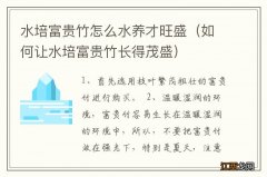 如何让水培富贵竹长得茂盛 水培富贵竹怎么水养才旺盛