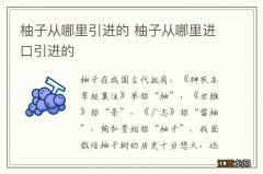 柚子从哪里引进的 柚子从哪里进口引进的