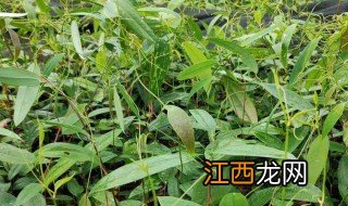 不用松树可以种植茯苓 种植茯苓的树木有要求吗