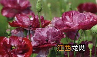 种植虞美人需要什么条件，种植虞美人需要什么条件和时间