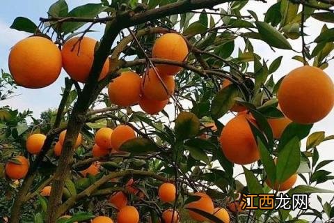 脐橙有哪几种品种，最好的脐橙品种是什么品种