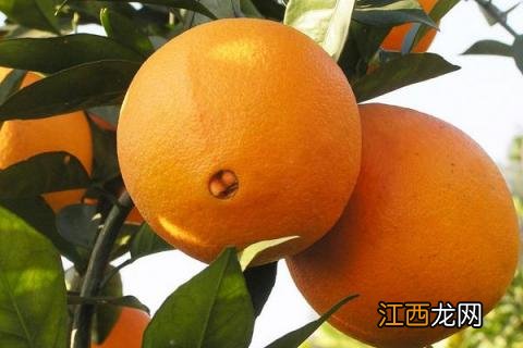 脐橙有哪几种品种，最好的脐橙品种是什么品种