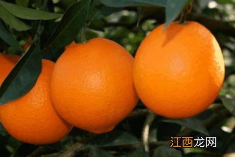 脐橙有哪几种品种，最好的脐橙品种是什么品种