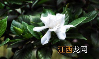 茉莉怎么养才长得好呢 茉莉怎么养才长得好