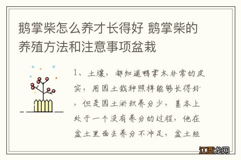 鹅掌柴怎么养才长得好 鹅掌柴的养殖方法和注意事项盆栽