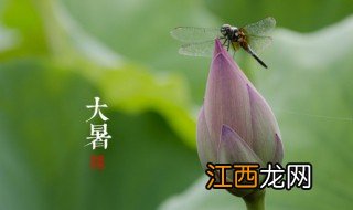 大暑节气美食 大暑节气有哪些美食