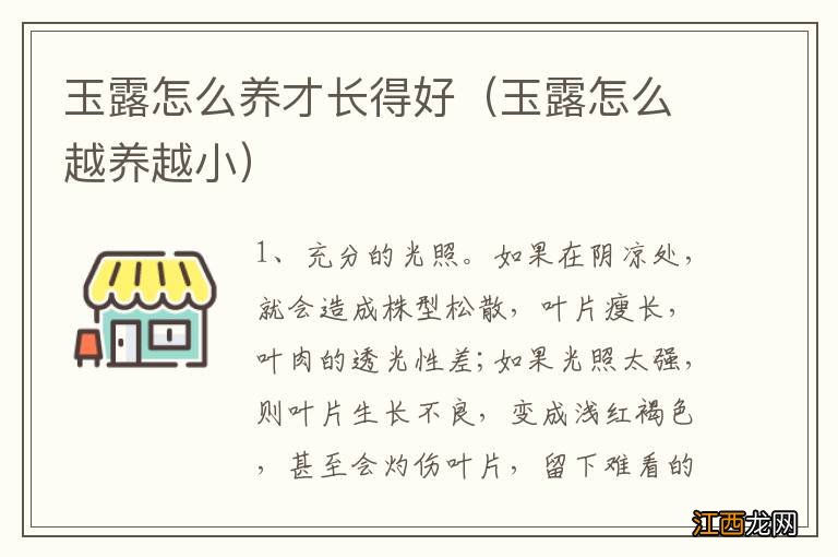 玉露怎么越养越小 玉露怎么养才长得好