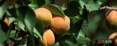 金魁桃树品种介绍 金魁桃树品种介绍图片
