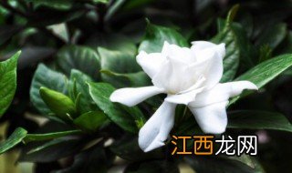 栀子花怎么水养才旺盛，水培栀子花怎么养才能更旺盛