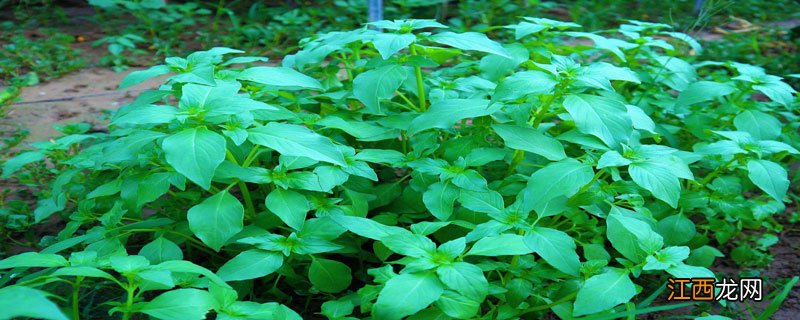 大叶荆芥怎么种植 大叶荆芥的种植方法