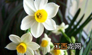 水仙花要怎么样养 水仙花怎么养才长得好